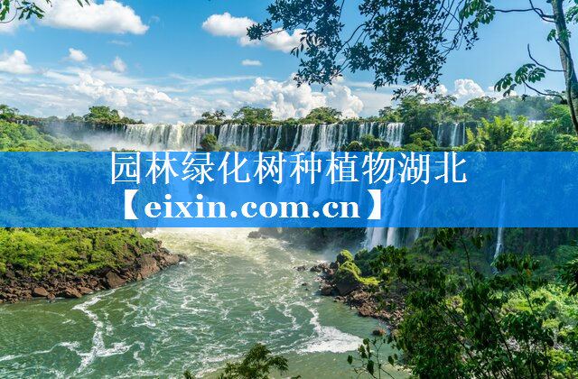 园林绿化树种植物湖北