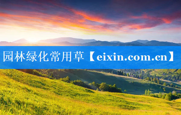 园林绿化常用草